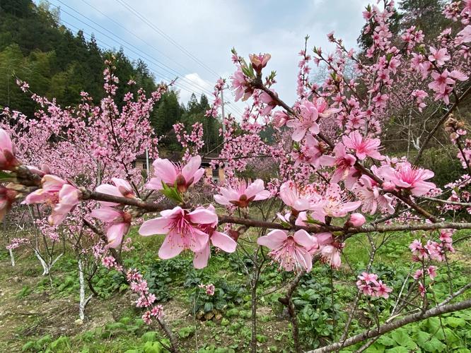 阳泉市春季赏花去哪里 推荐阳泉市春季赏花景点